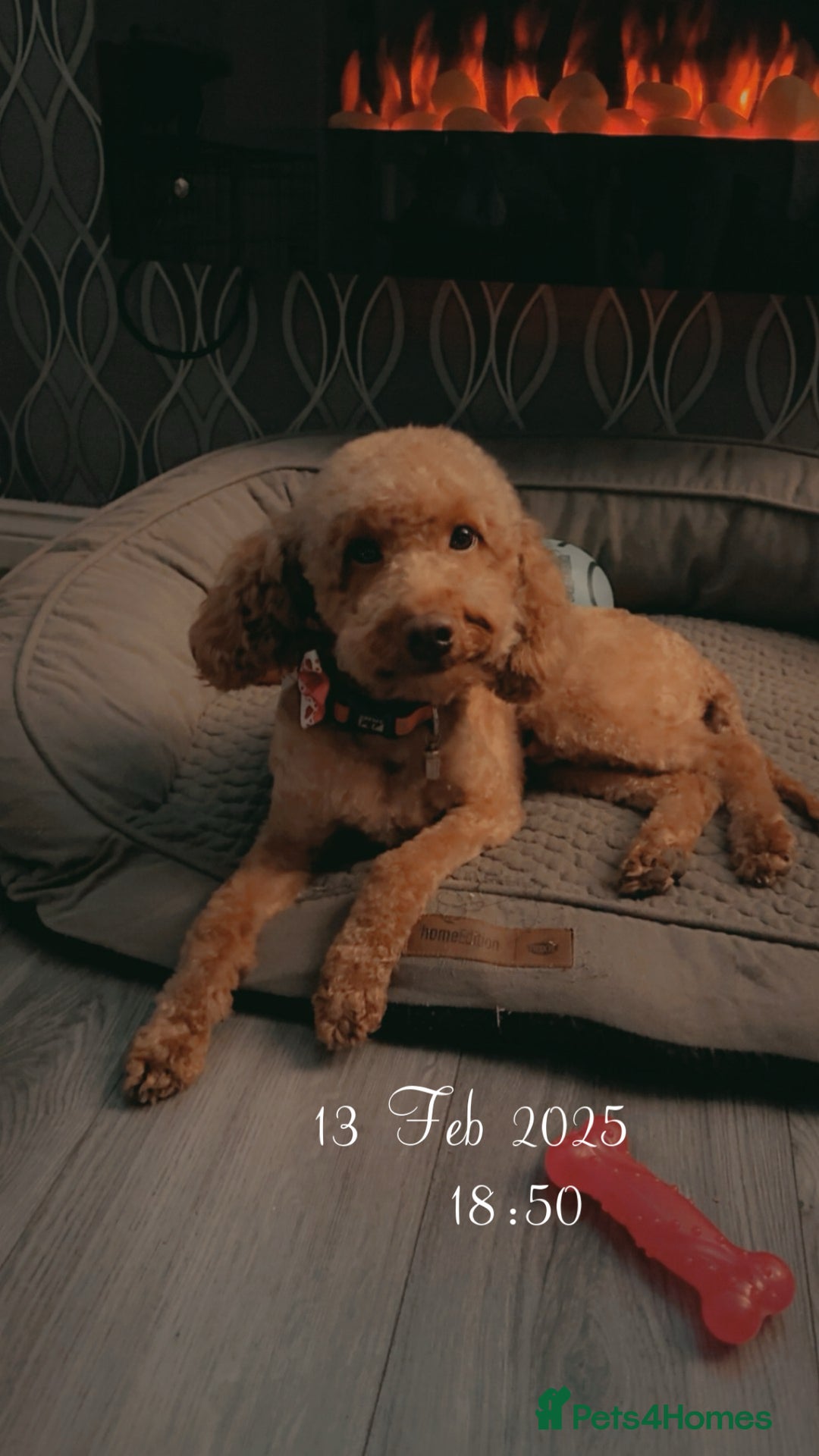 Cockapoo dogs for stud: 🐾 STUD DOG AVAILABLE – Meet Koda 🐾 - Image 4