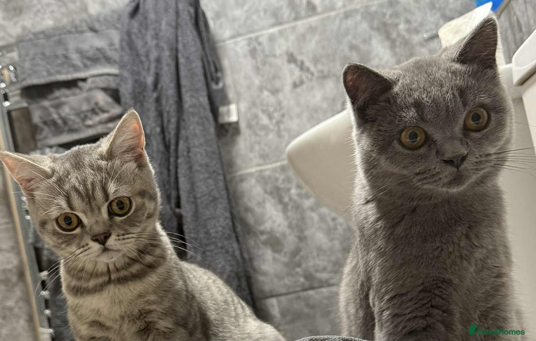 British Shorthair cats for sale: Male and female British shorthair for sale  - Image 2