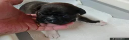 Mixed Breed dogs for sale: Boston Cross Pups Looking for Their Forever Home - Advert 16