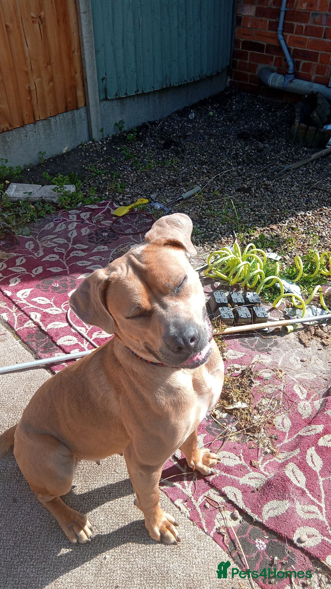 Mixed Breed dogs for sale: 1yr old Staffy x American Bulldog - Image 6