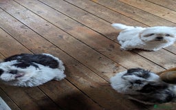 Shih Tzu dogs for sale: Pedigree Shitzu Puppies  - Image 8