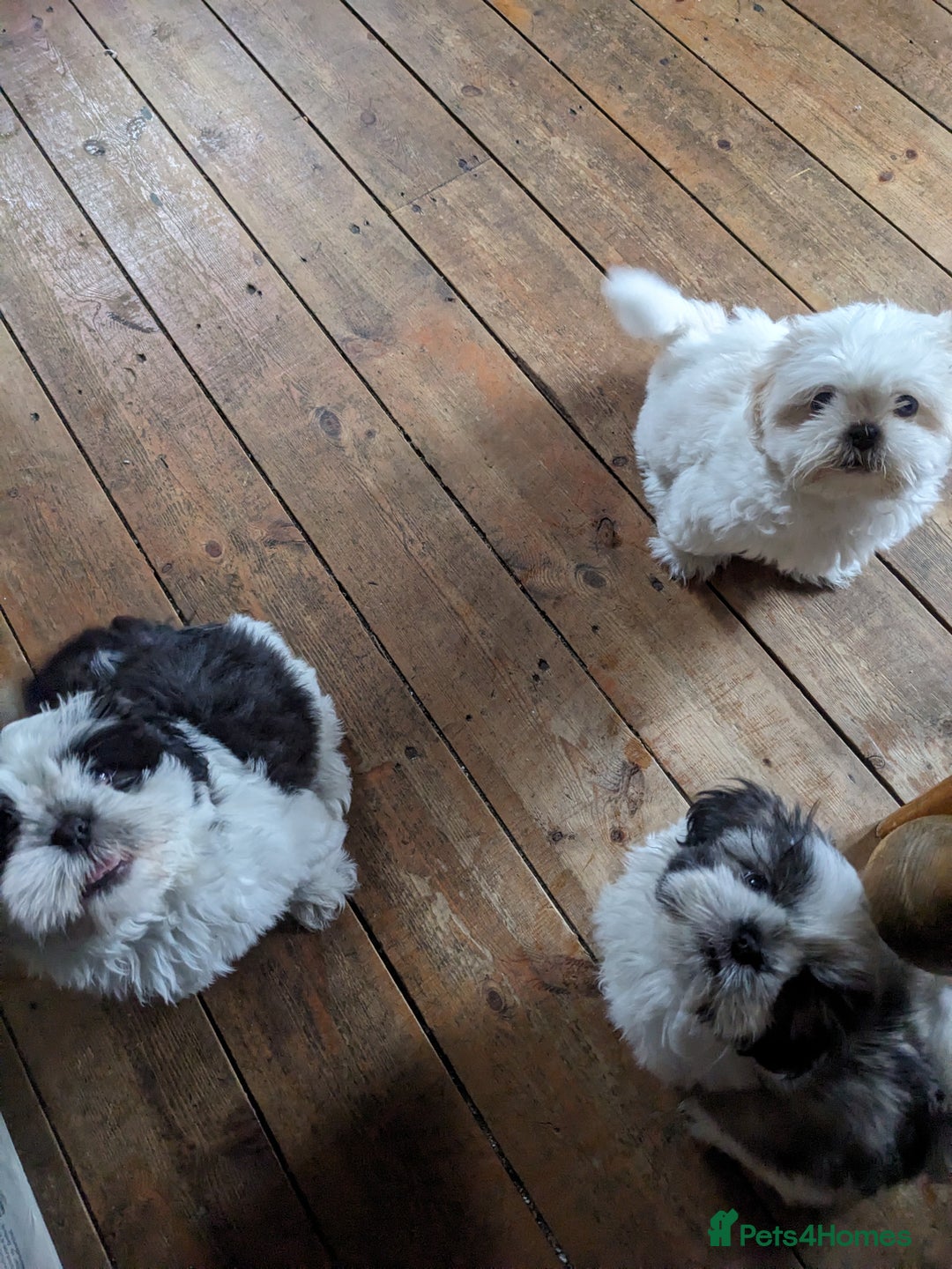 Shih Tzu dogs for sale: Pedigree Shitzu Puppies  - Image 8