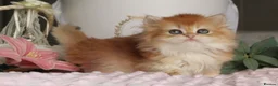 British Longhair cats for sale: Gorgeous Golden Chinchilla  - Advert 5