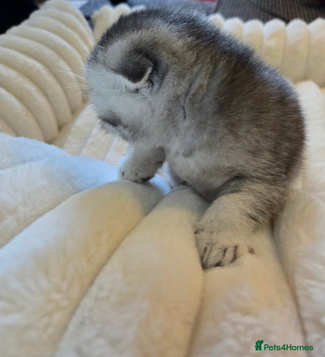 Scottish Fold cats for sale: scottish fold kittens for sale - Advert 5