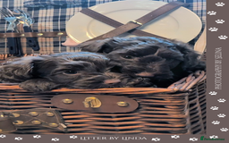 Cockapoo dogs for sale: 5 males, 7 week old Cockerpoo for sale  - Image 3