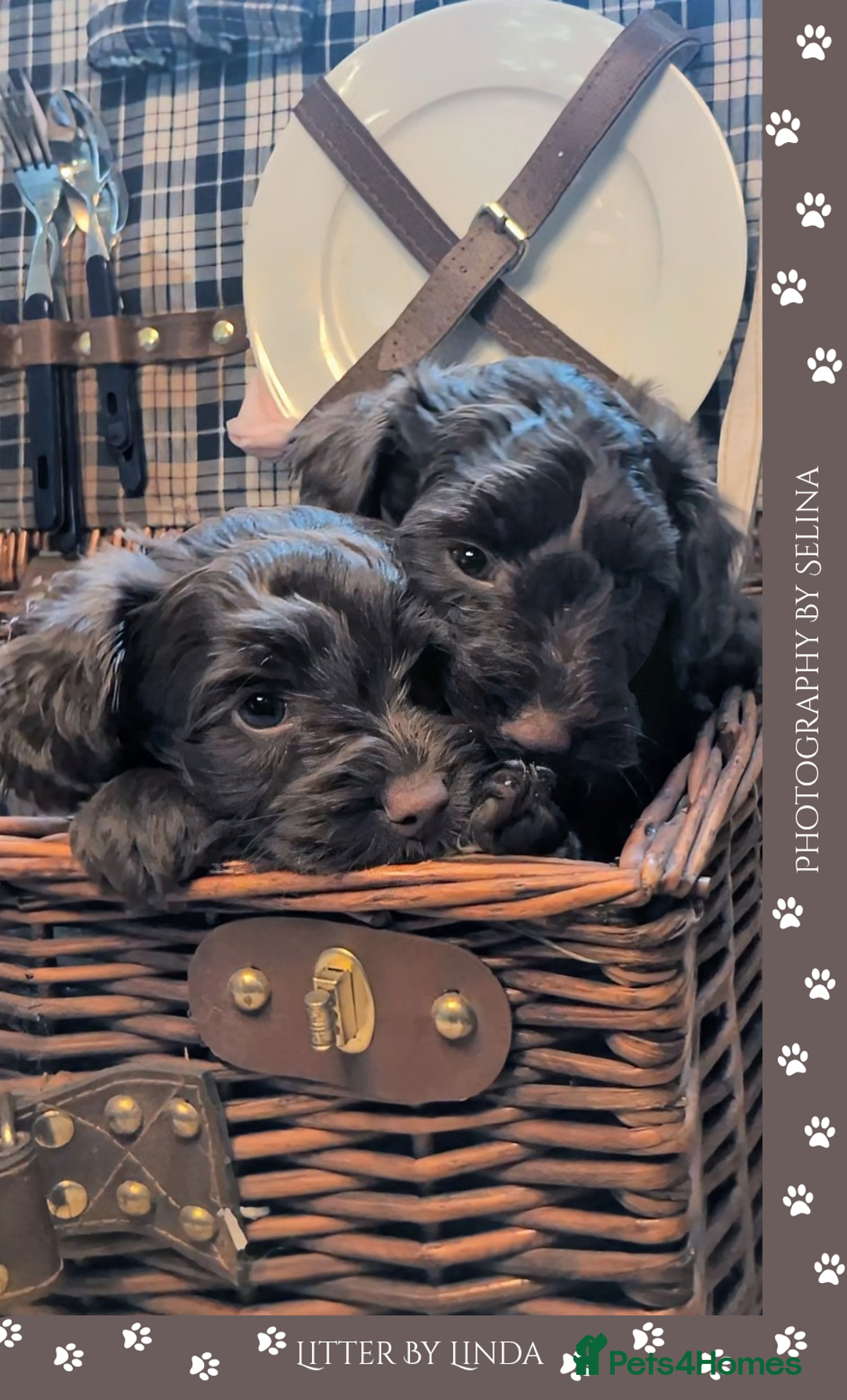 Cockapoo dogs for sale: 5 males, 7 week old Cockerpoo for sale  - Image 3