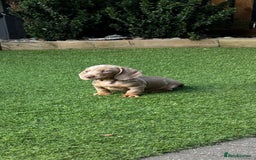Miniature Dachshund dogs for sale: Mini Daxis Available - Image 4