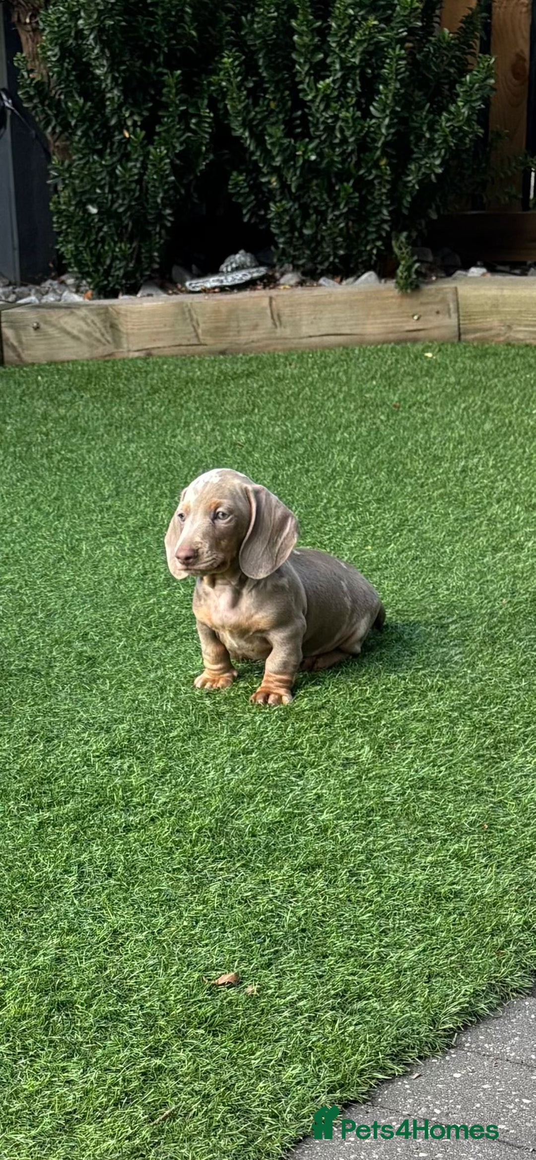 Miniature Dachshund dogs for sale: Mini Daxis Available - Image 4