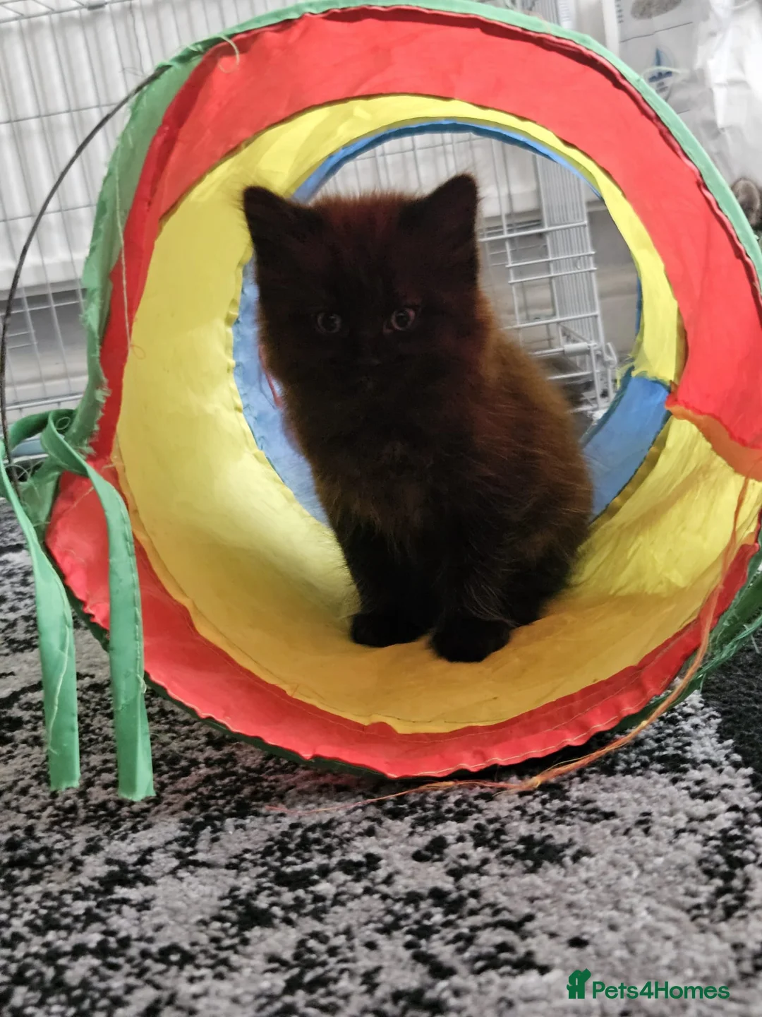 Mixed Breed cats for sale: Fluffy black male available  - Advert 7
