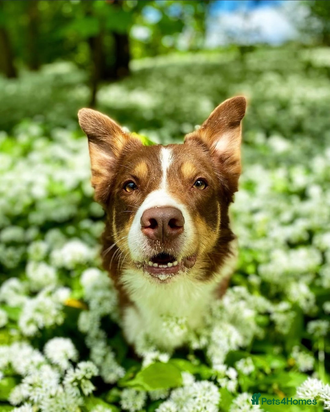 Border Collie dogs for sale: Red & white tri merle border collie puppies - Advert 20