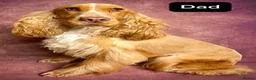 Bocker dogs for sale: 4 lovely boys available  - Advert 4