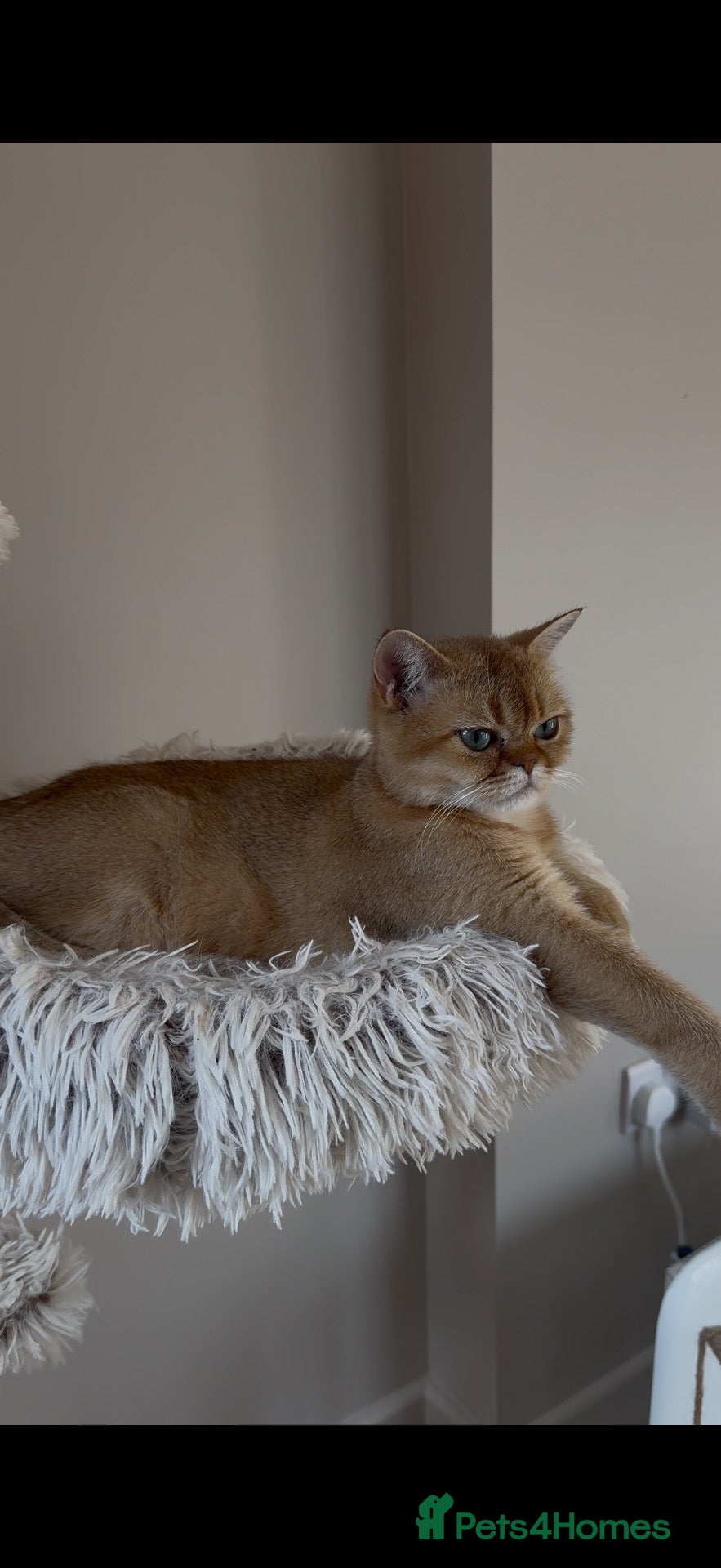 British Shorthair cats Active chocolate gold girl  - Advert 1
