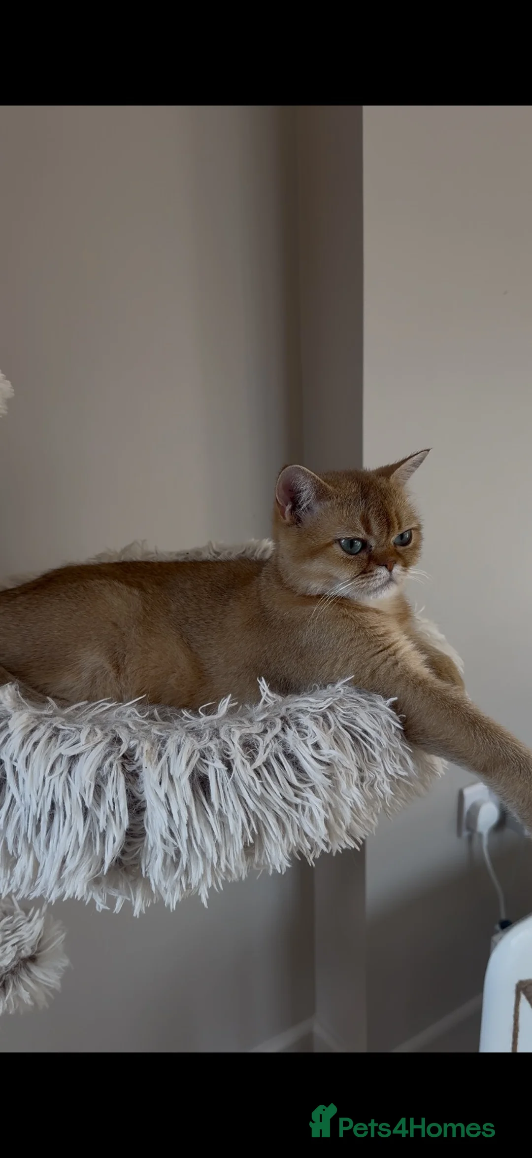 British Shorthair cats for sale: Active chocolate gold girl  - Advert 1