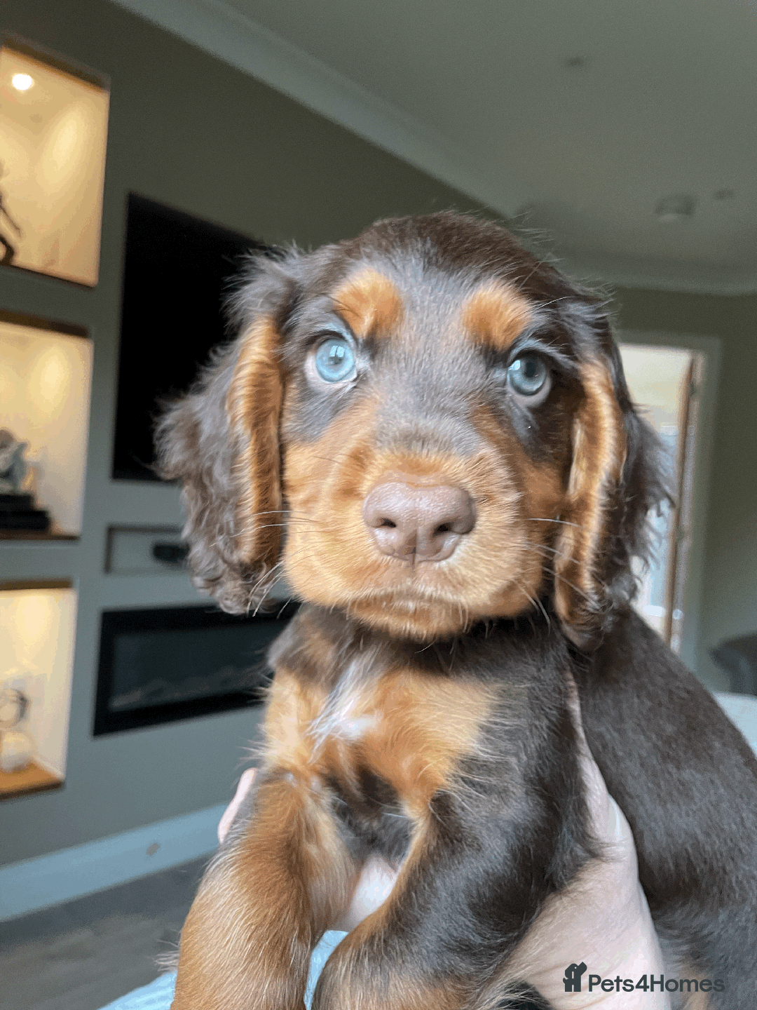 Cocker Spaniel dogs for sale: Cocker Spaniel Pups Outstanding Pedigree Lines! - Advert 1