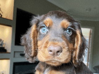 Cocker Spaniel dogs Cocker Spaniel Pups Outstanding Pedigree Lines! - Advert 1