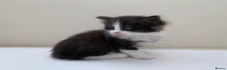 Mixed Breed cats for sale: Gorgeous Long Haired Siberian Cross Kittens  - Advert 5