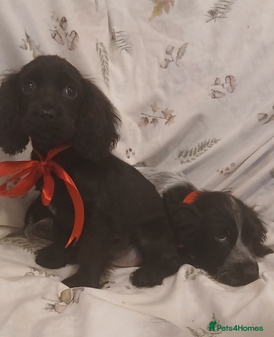 Cocker Spaniel dogs for sale: cocker spaniels - Advert 14