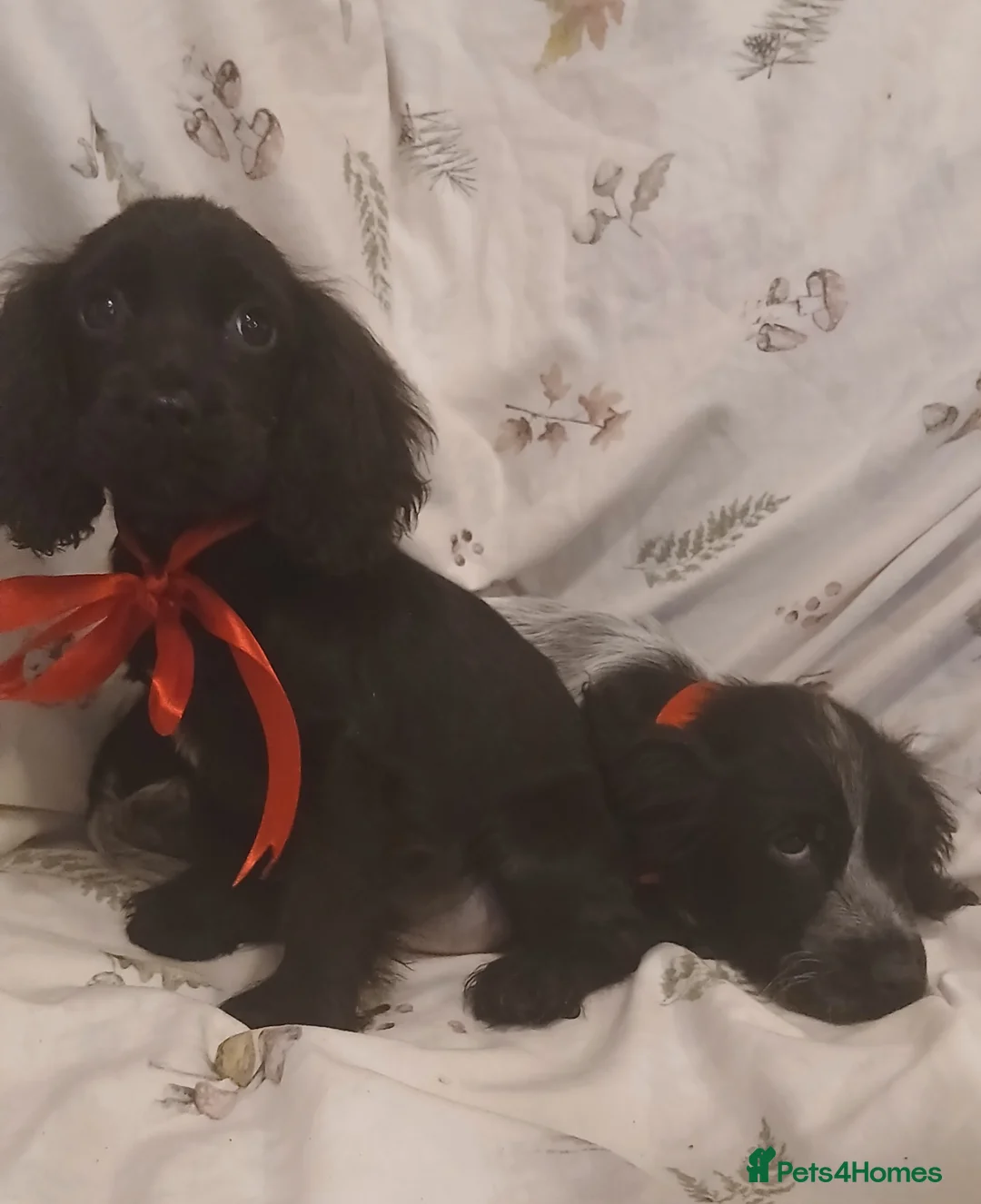 Cocker Spaniel dogs for sale: cocker spaniels - Advert 14