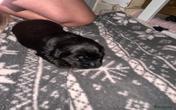 Cockerdor dogs for sale: YorkieCockerDor pups looking for forever homes  - Image 11