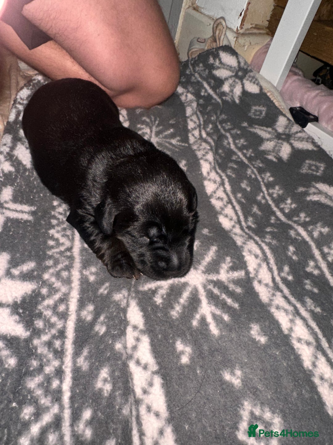 Cockerdor dogs for sale: YorkieCockerDor pups looking for forever homes  - Image 11