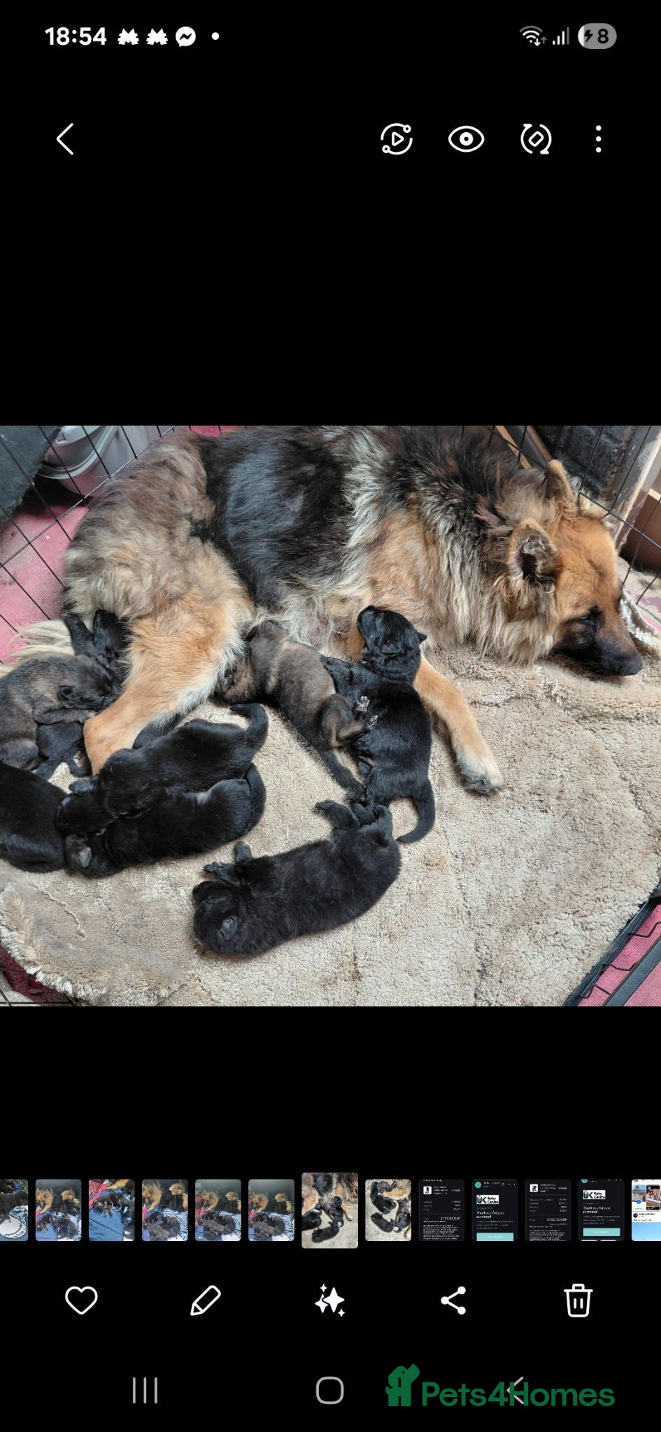 German Shepherd dogs Longhair German shepherd puppies  - Advert 11