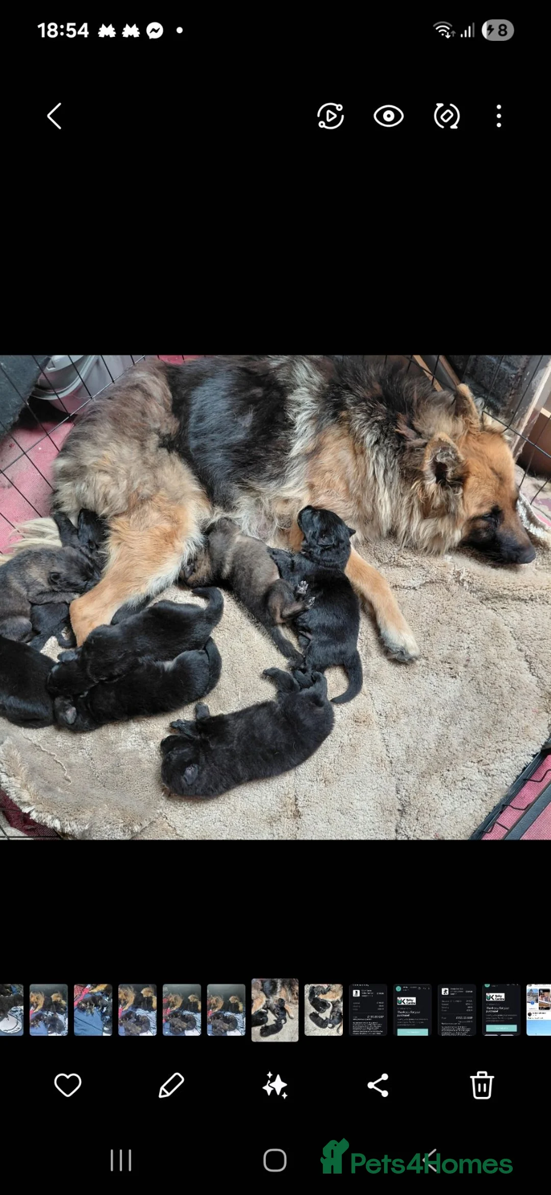 German Shepherd dogs for sale: Longhair German shepherd puppies  - Advert 1