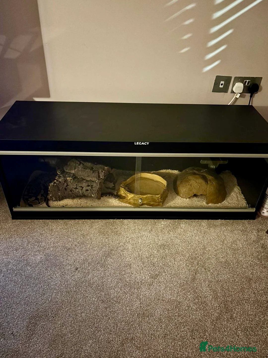 Python Snake reptiles for sale: Beautiful Ball Python for Sale in St Albans - Advert 2