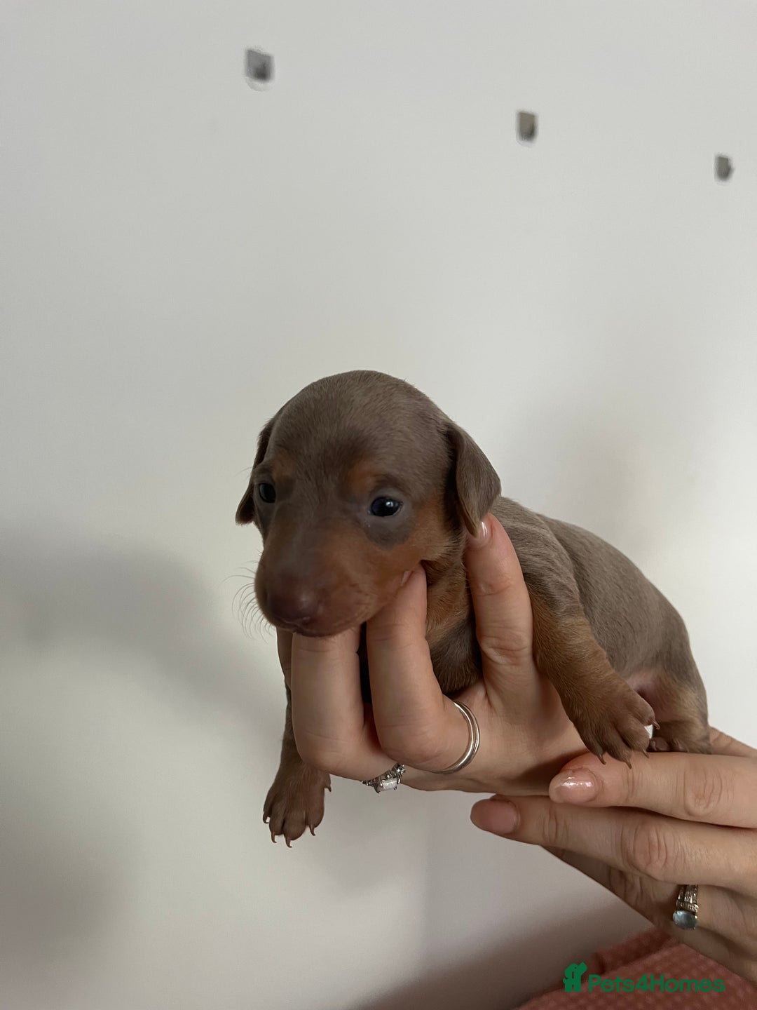 Miniature Dachshund dogs for sale: Miniature dachshund (short haired) - Advert 13