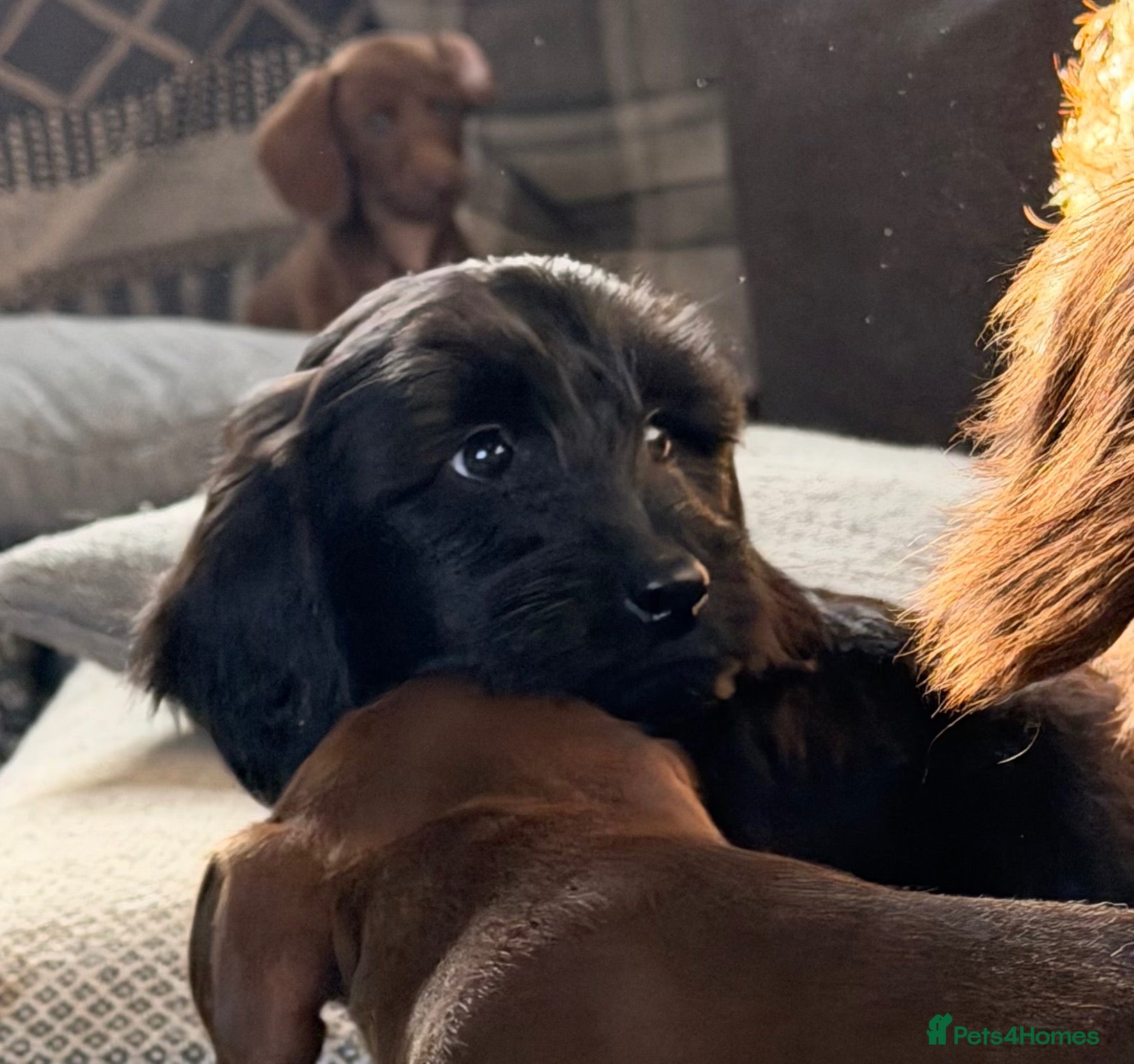 Doxiepoo dogs Miniature Doxipoo puppies  - Advert 5