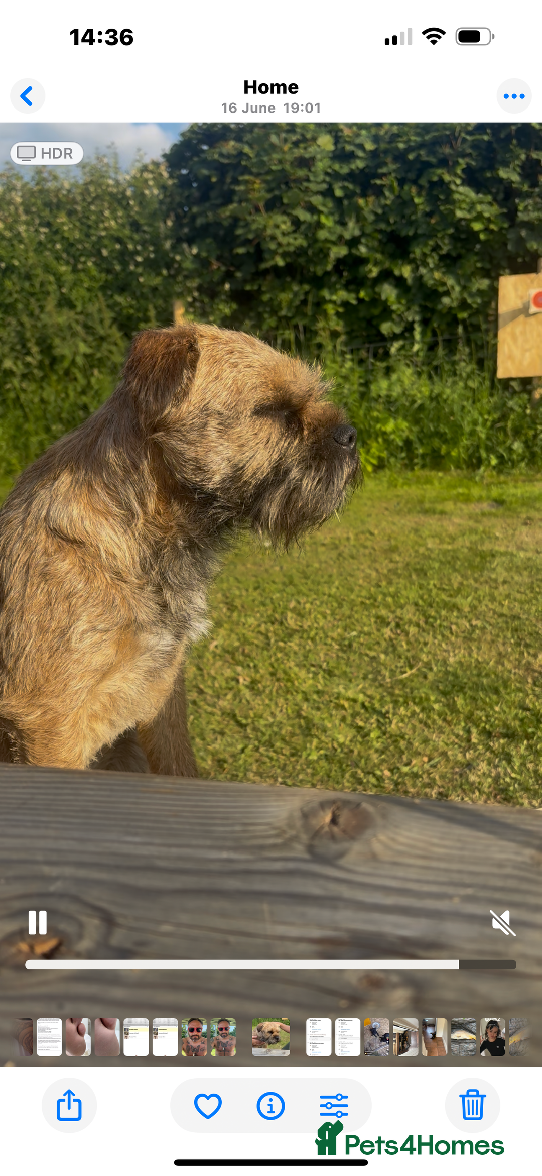 Border Terrier dogs for stud: Border Terrier for stud in Rotherham - Image 6