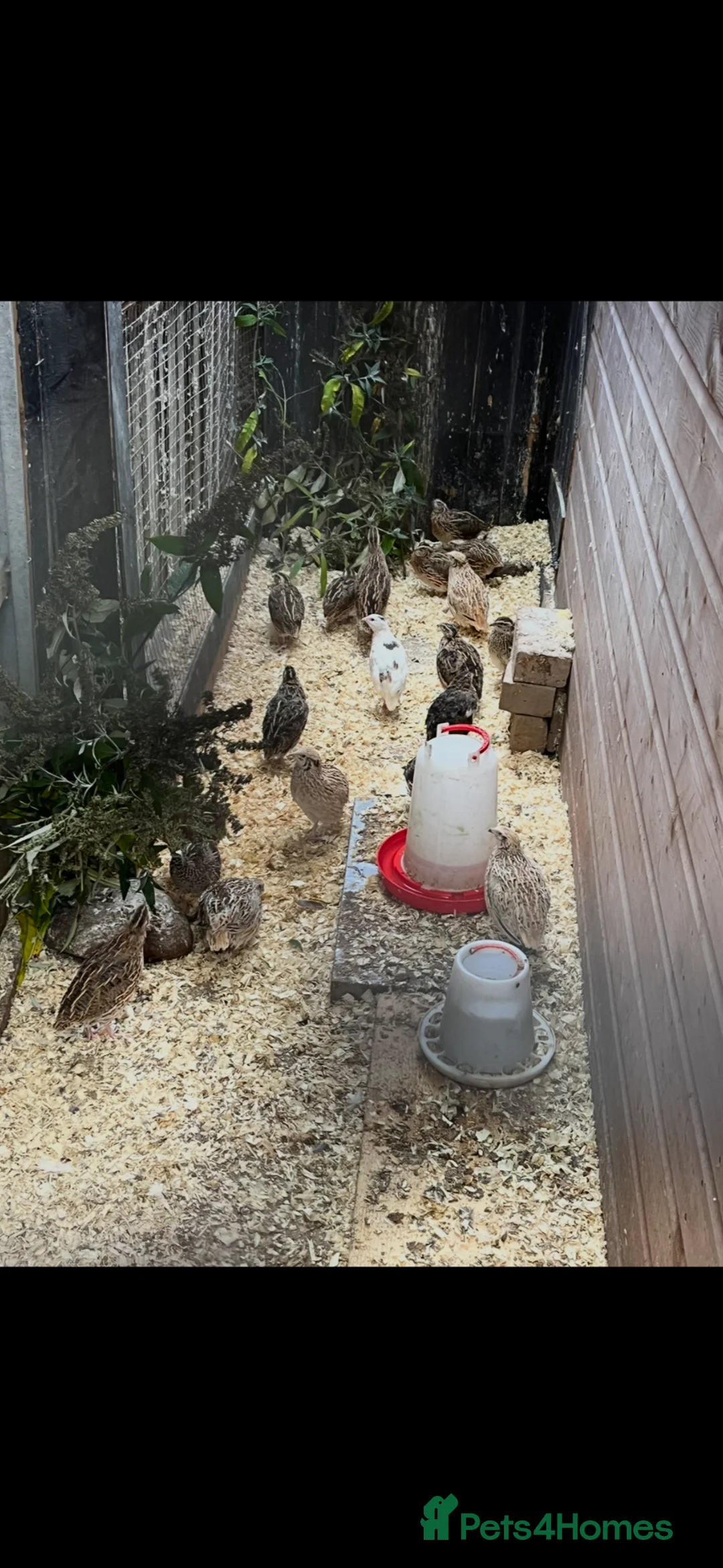 Quail poultry for sale: Day old and laying Quails for sale - Advert 2