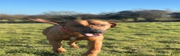 Rhodesian Ridgeback dogs for stud: Maui  in Neath - Advert 5