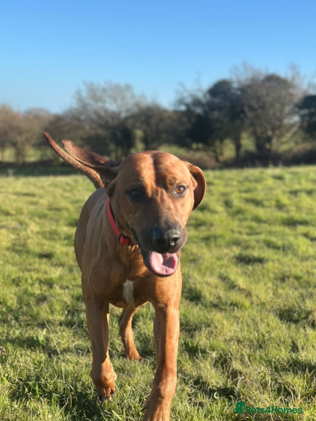 Rhodesian Ridgeback dogs for stud: Maui  in Neath - Advert 5