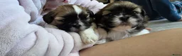 Shih Tzu dogs for sale: Adorable Pure Shih Tzu Puppies Ready 1st May 2026 - Advert 10