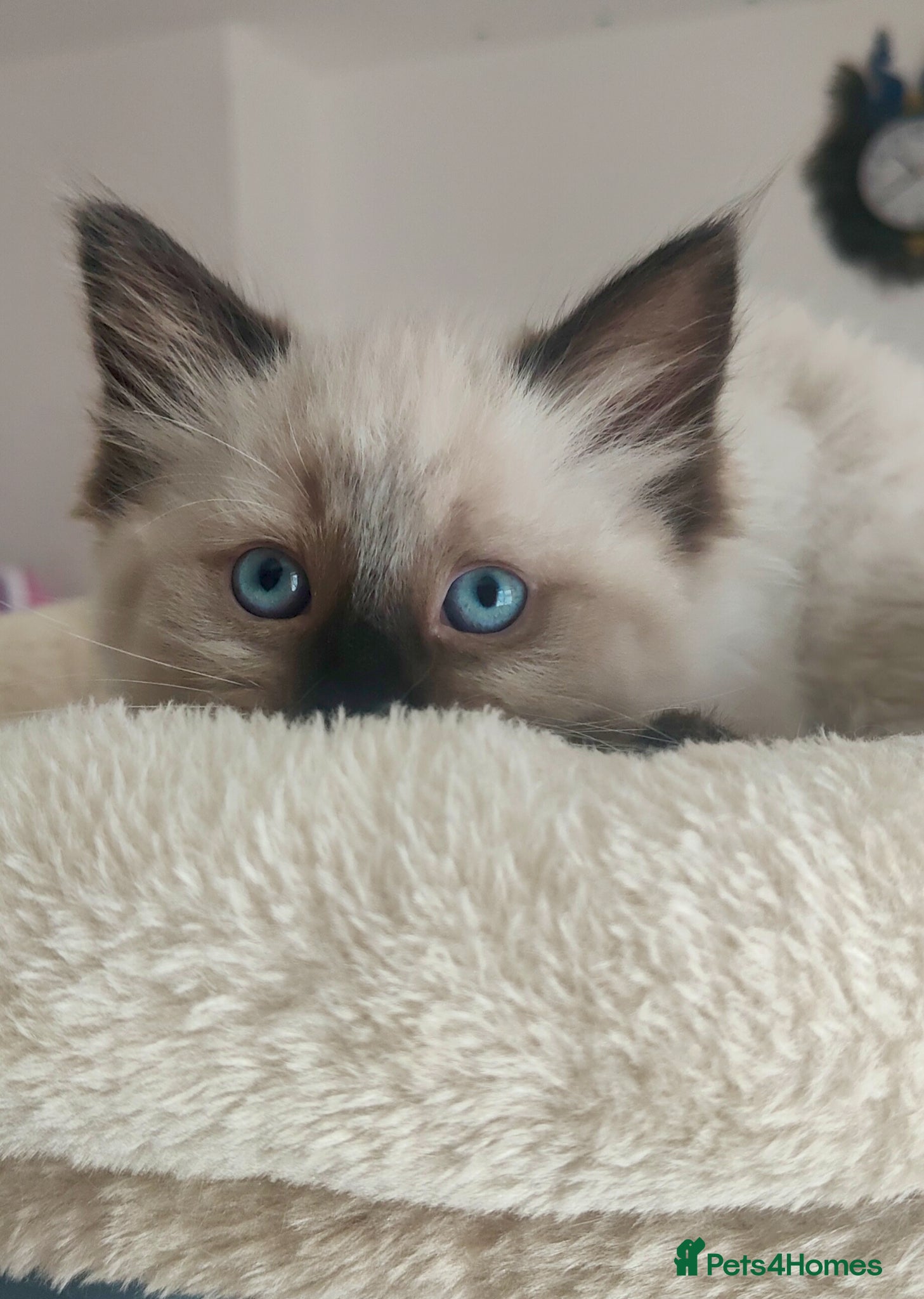 Ragdoll cats Stunning Ragdoll Kittens Looking for Forever Homes - Advert 8