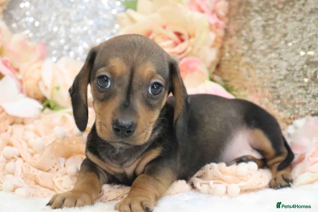 Miniature Dachshund dogs for sale: KC Registered Miniature Dachshund Puppies - Image 14