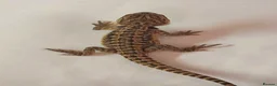 Bearded Dragon reptiles for sale: Red citrus baby bearded dragons  - Advert 16