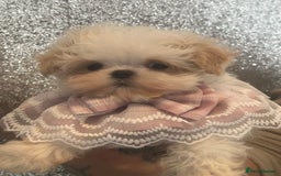 Maltipoo dogs for sale: Luxury Korean F1b maltipoos 😍🐶🐾 - Image 16