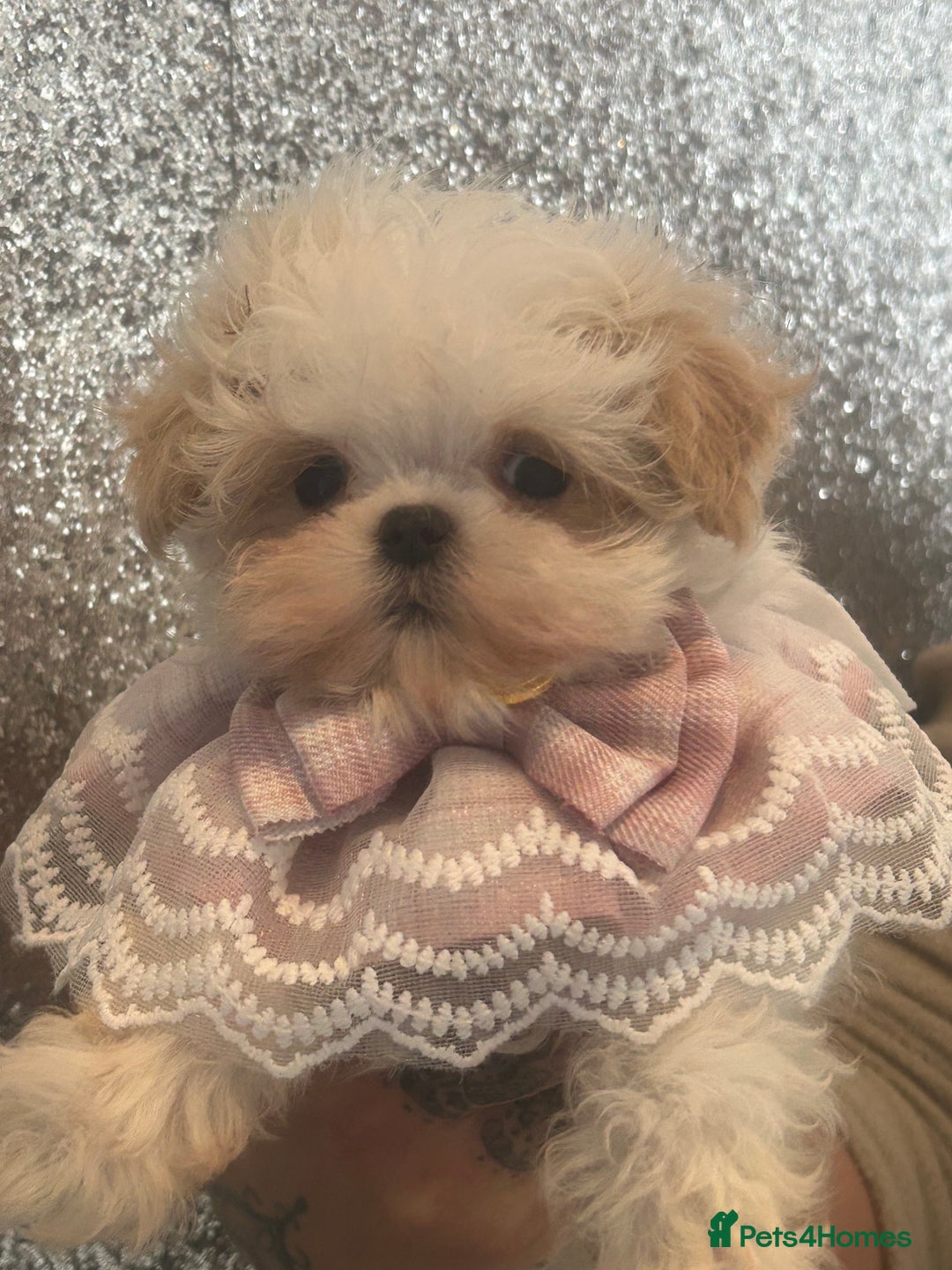 Maltipoo dogs for sale: Luxury Korean F1b maltipoos 😍🐶🐾 - Image 16