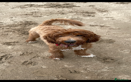 Australian Labradoodle dogs for sale: 100% Pure bred Australian Labradoodle - Image 5