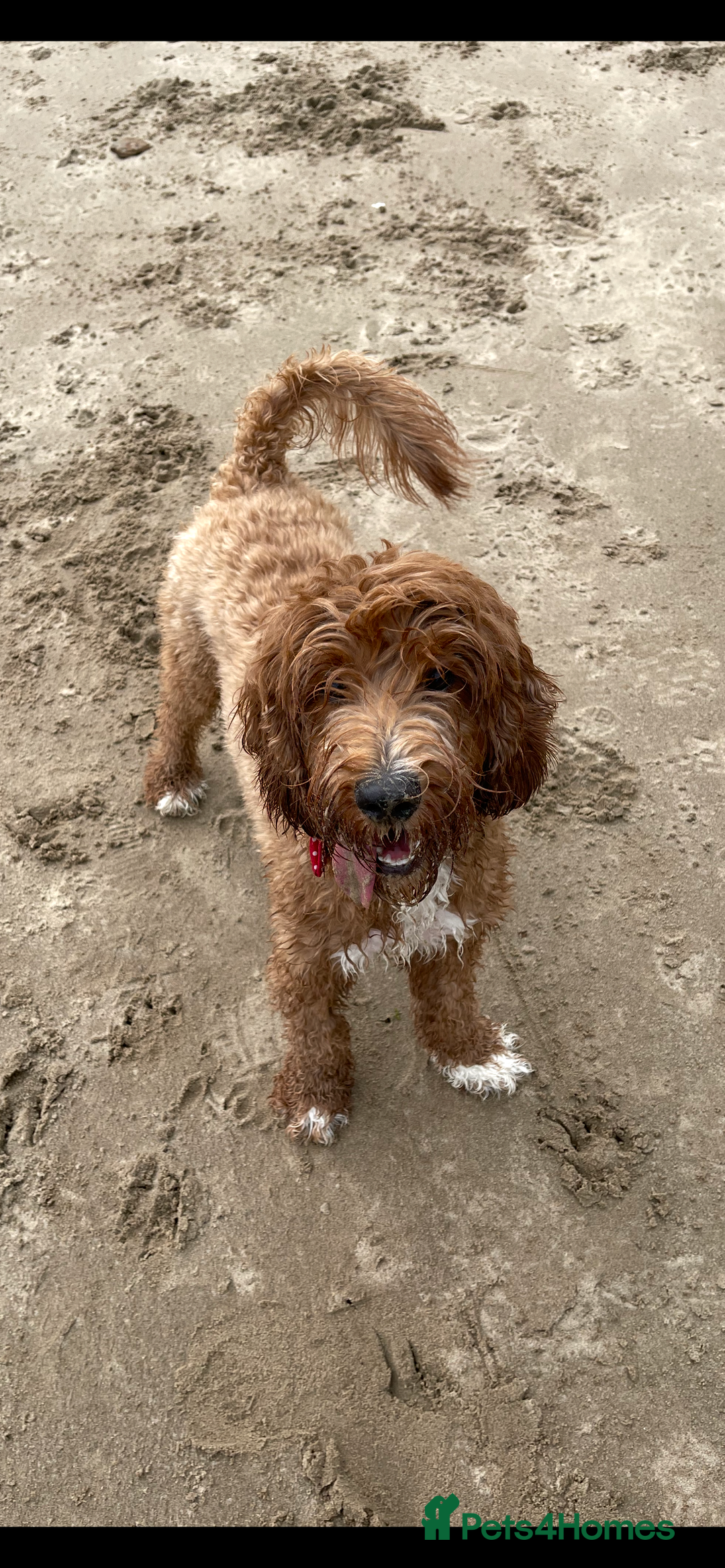Australian Labradoodle dogs for sale: 100% Pure bred Australian Labradoodle - Image 5