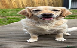 Golden Retriever dogs for sale: Beautiful Golden Retriever puppies  - Image 2