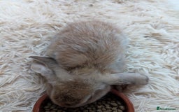 English Lop rabbits for sale: Lop mixed dot baby bunnies - Image 18
