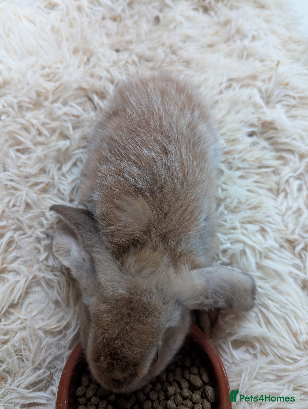 English Lop rabbits for sale: Lop mixed dot baby bunnies - Image 18