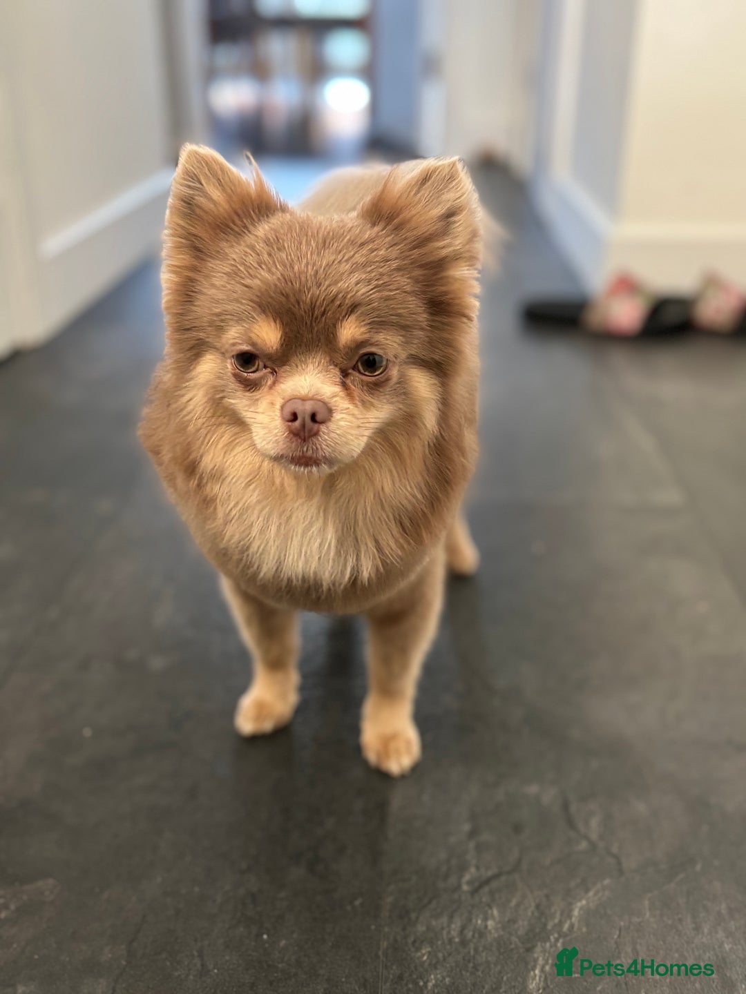 Pomchi dogs for stud: Lilac PomChi Bob for stud  - Image 5