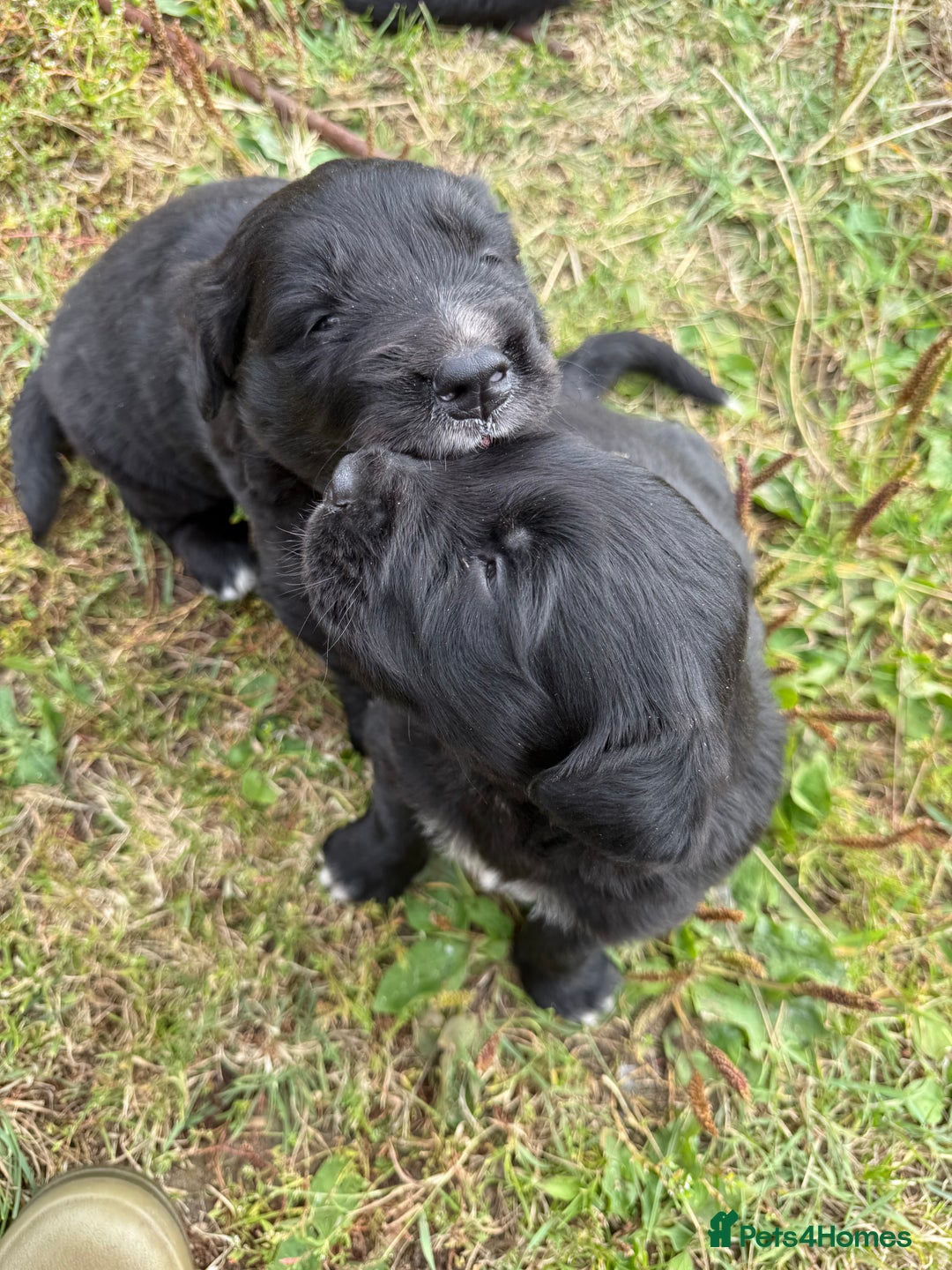 Mixed Breed dogs for sale: Bernese X Golden Retriever Puppies - Image 23