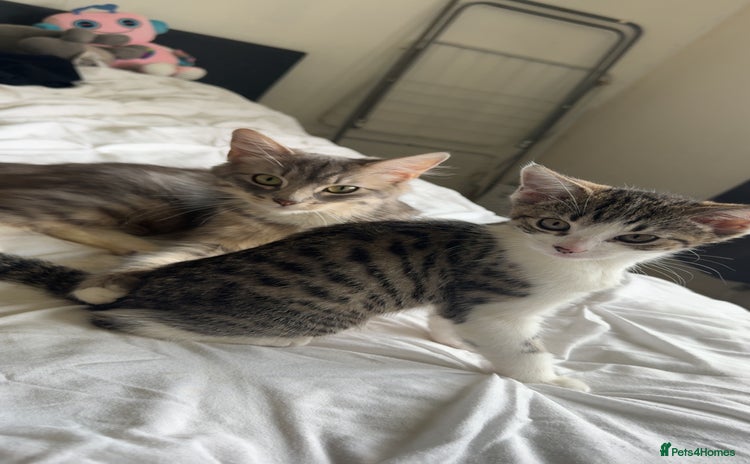 Mixed Breed cats - Advert 3