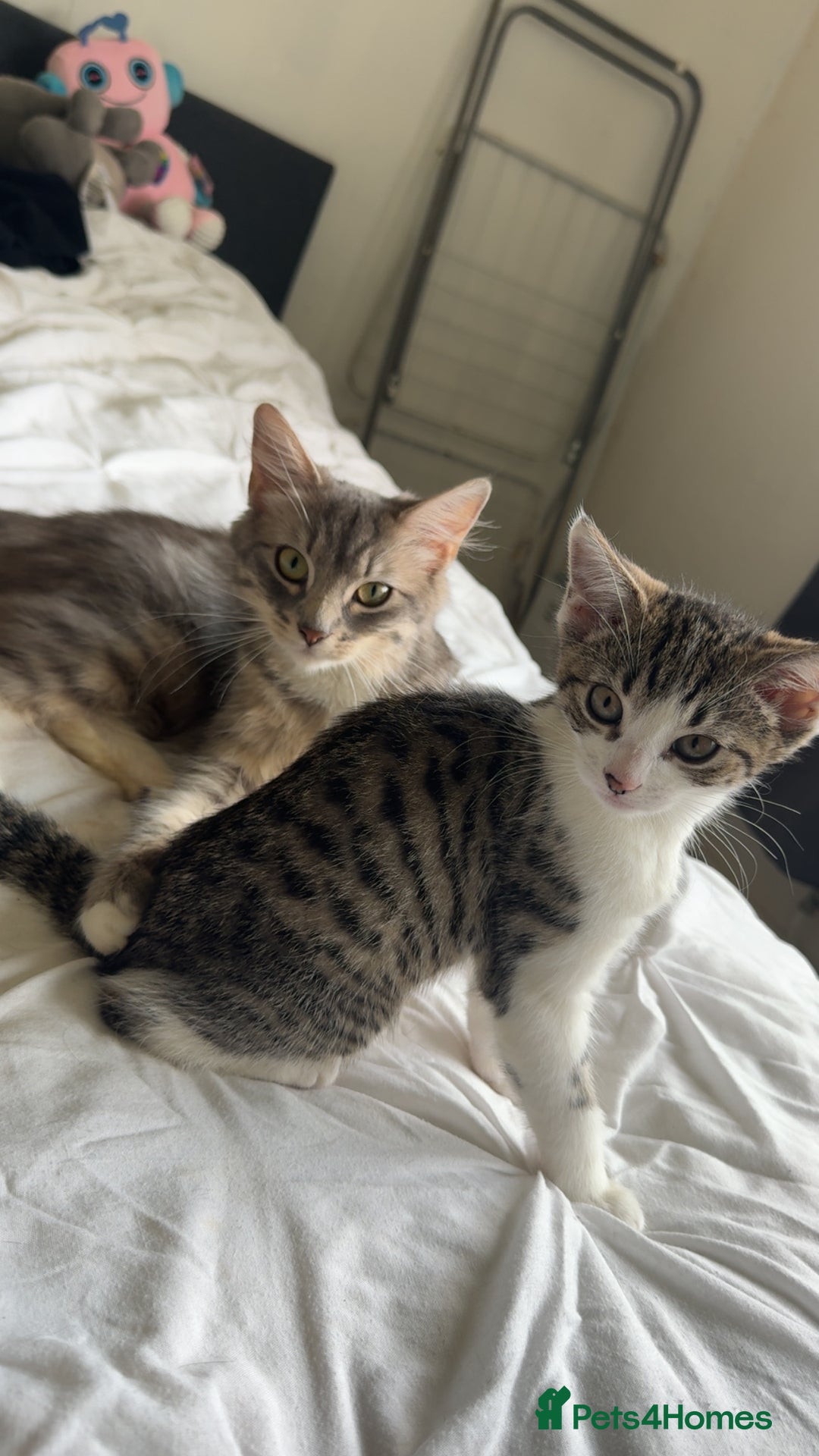 Mixed Breed cats for sale: Long haired Silver tabby and foster kitten - Image 1