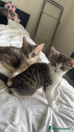 Mixed Breed cats - Advert 6