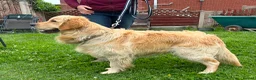 Golden Retriever dogs for sale: Gorgeous goldens - Advert 6